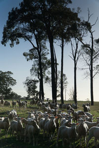 Flock of sheep grazing on landscape against sky