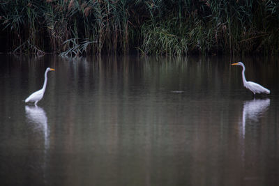 View of birds in lake