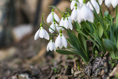 Close-up of white flowering plants