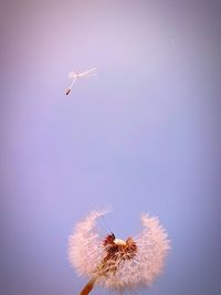 Low angle view of dandelion against sky