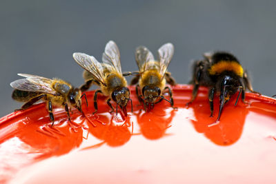 Close-up of bees on pot