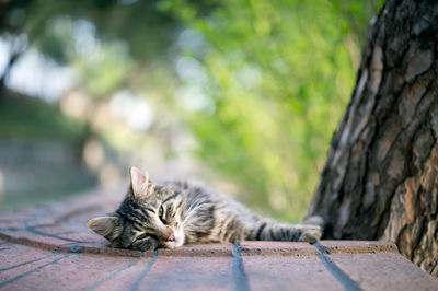 Portrait of cat lying on tree