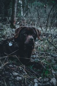 Portrait of dog in forest