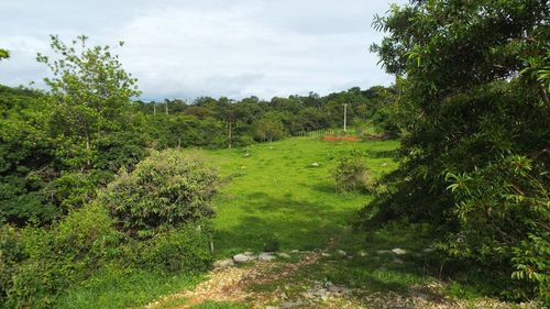 Scenic view of trees on field against sky