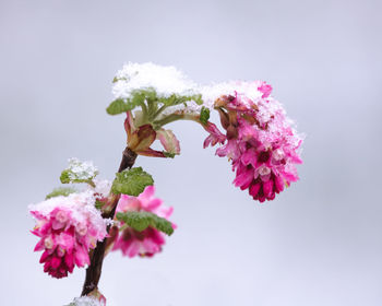 Low angle view of pink flowering plant against sky