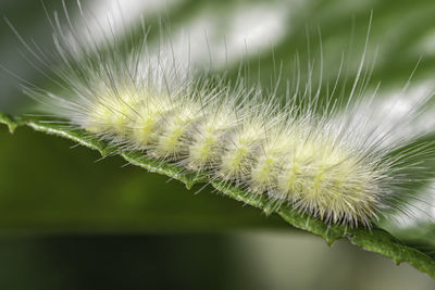 Close-up of dandelion on plant