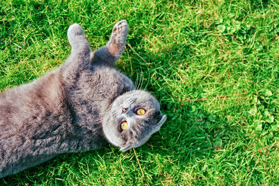 Cat lying on grass