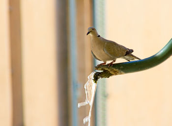 Close-up of collared dove bird perching on a water spout