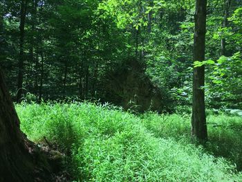 Trees in forest