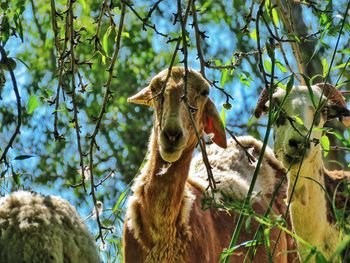 View of horse on tree