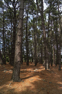 Trees in forest