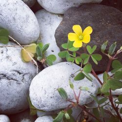 Close-up of fresh yellow flowers