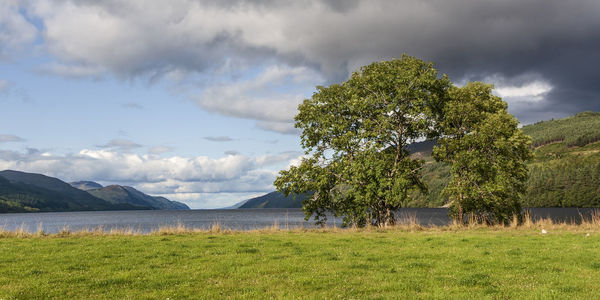 Trees on field against sky