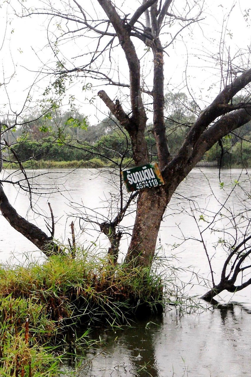 BARE TREE BY RIVER AGAINST PLANTS