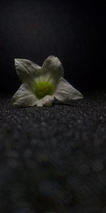 Close-up of white flower on black background