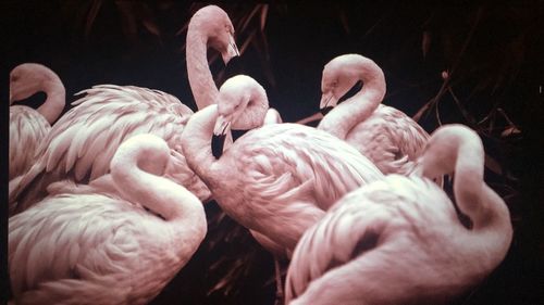 Close-up of birds