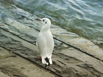 High angle view of seagull perching on rock by sea