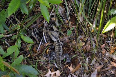 High angle view of a reptile on field