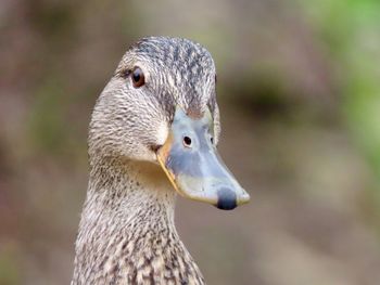 Close-up of a female mallard 