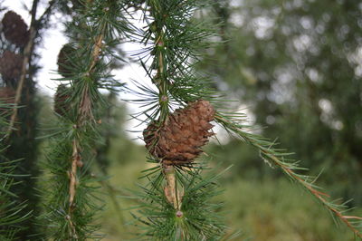 Close-up of butterfly perching on pine tree
