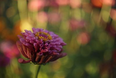 Close-up of purple flower blooming outdoors