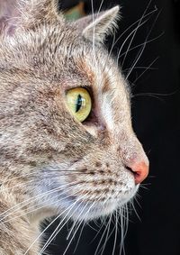 Close-up of cat looking away