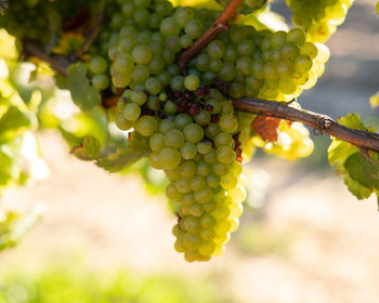 Close-up of grapes growing in vineyard