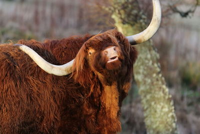 Close-up of cow standing outdoors