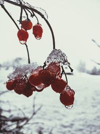 Close-up of frozen berries on tree