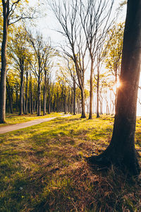 Sunlight streaming through trees in forest