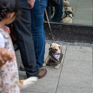 Low section of man with dogs