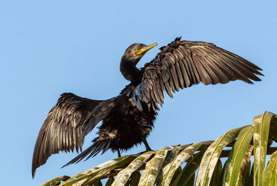 Low angle view of cormorant perching on branch with spread wings against clear sky