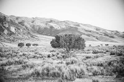 Scenic view of field against clear sky