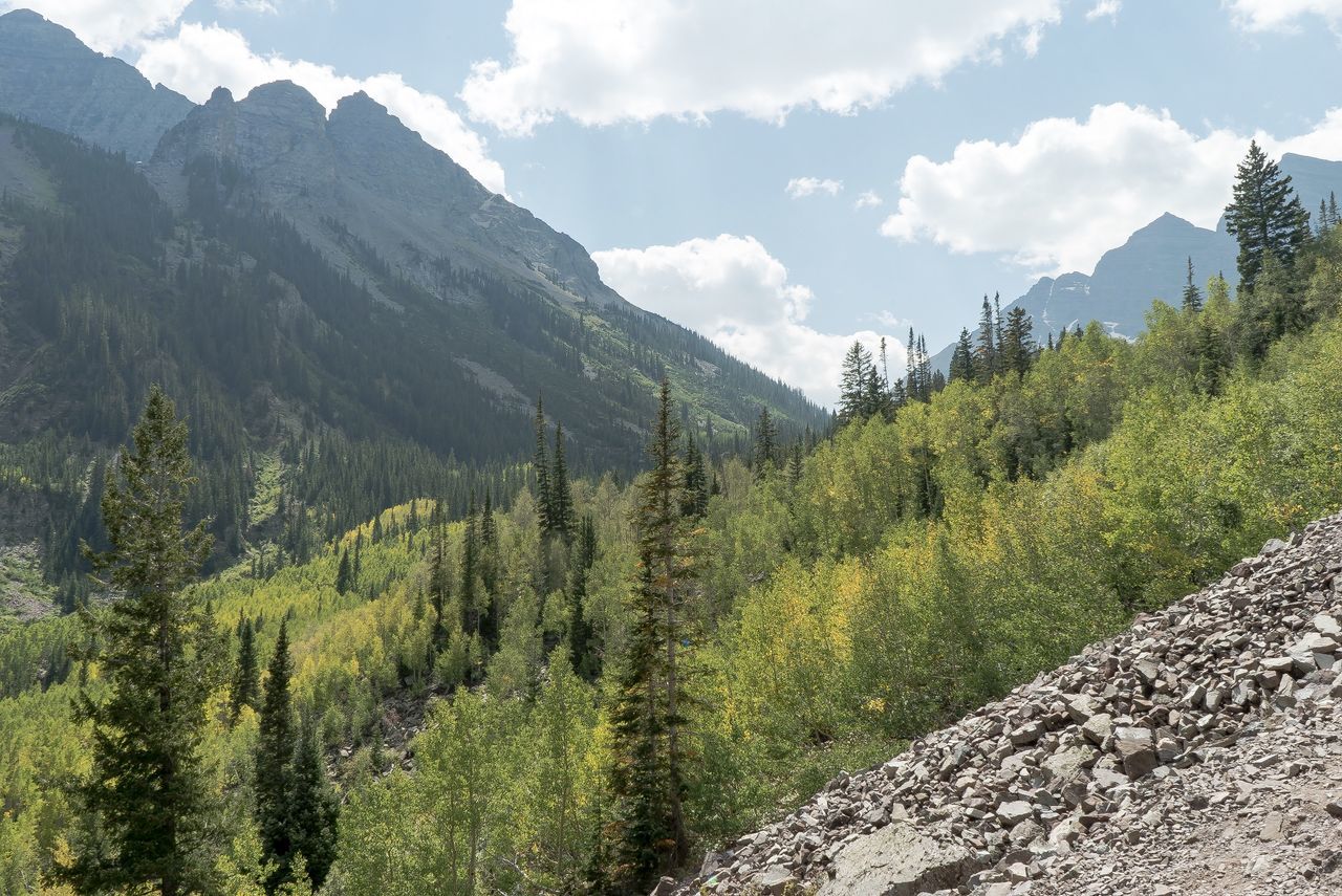 SCENIC VIEW OF FOREST