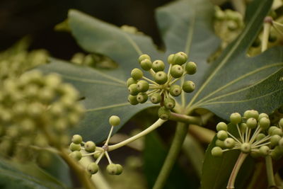 Close-up of fruit growing on plant