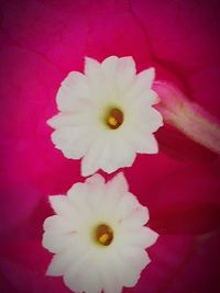 Close-up of white flowers