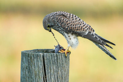 Close-up of bird perching on wooden post