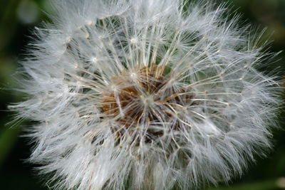 Close-up of dandelion