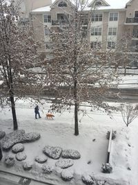 Bare trees on snow covered land