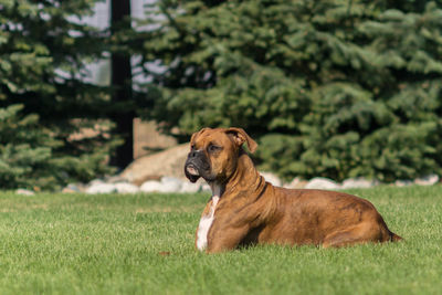 Boxer dog standing on grassy field