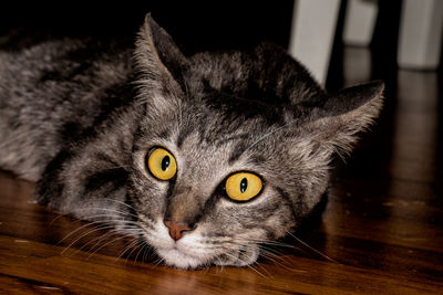 Close-up portrait of cat on the floor