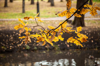 Close-up of branch with yellow leaves on plant during autumn