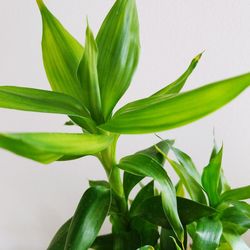 Close-up of fresh green plant against white background