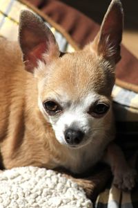 Close-up portrait of a dog at home