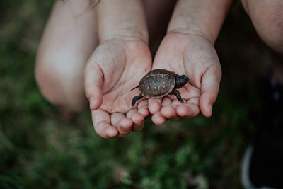 Midsection of child holding turtle 