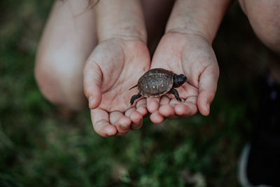 Close-up of hand holding ladybug