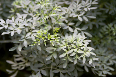 Close-up of white flowering plant