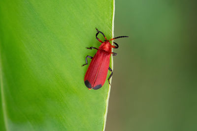 Close-up of ant on leaf