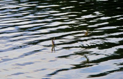 Reflection of trees in water