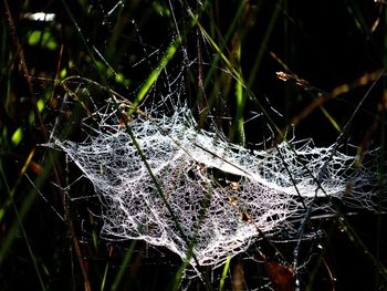 Close-up of spider web on plant